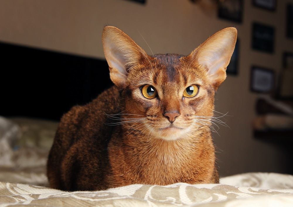 Gato abisinio acostado en la cama.