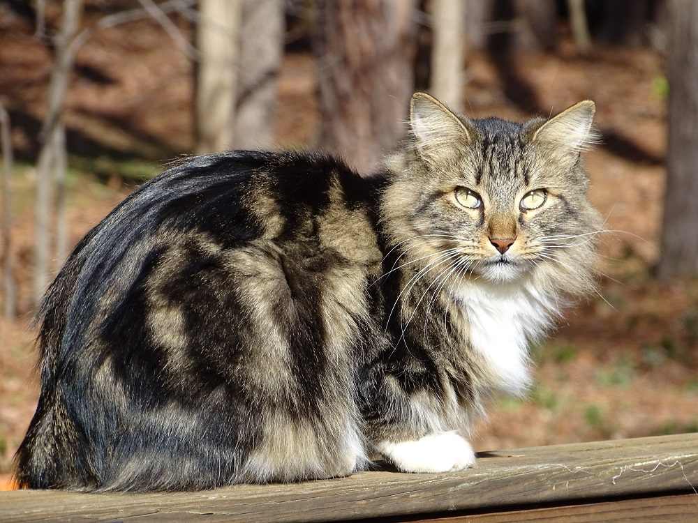 Gato Bobtail Americano