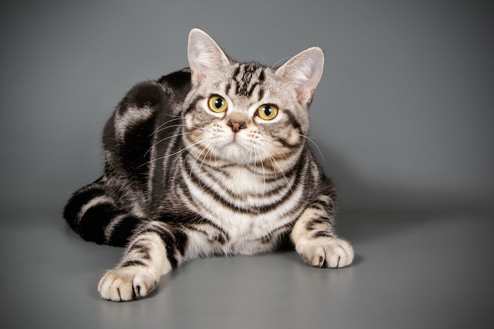 Gato americano de pelo corto