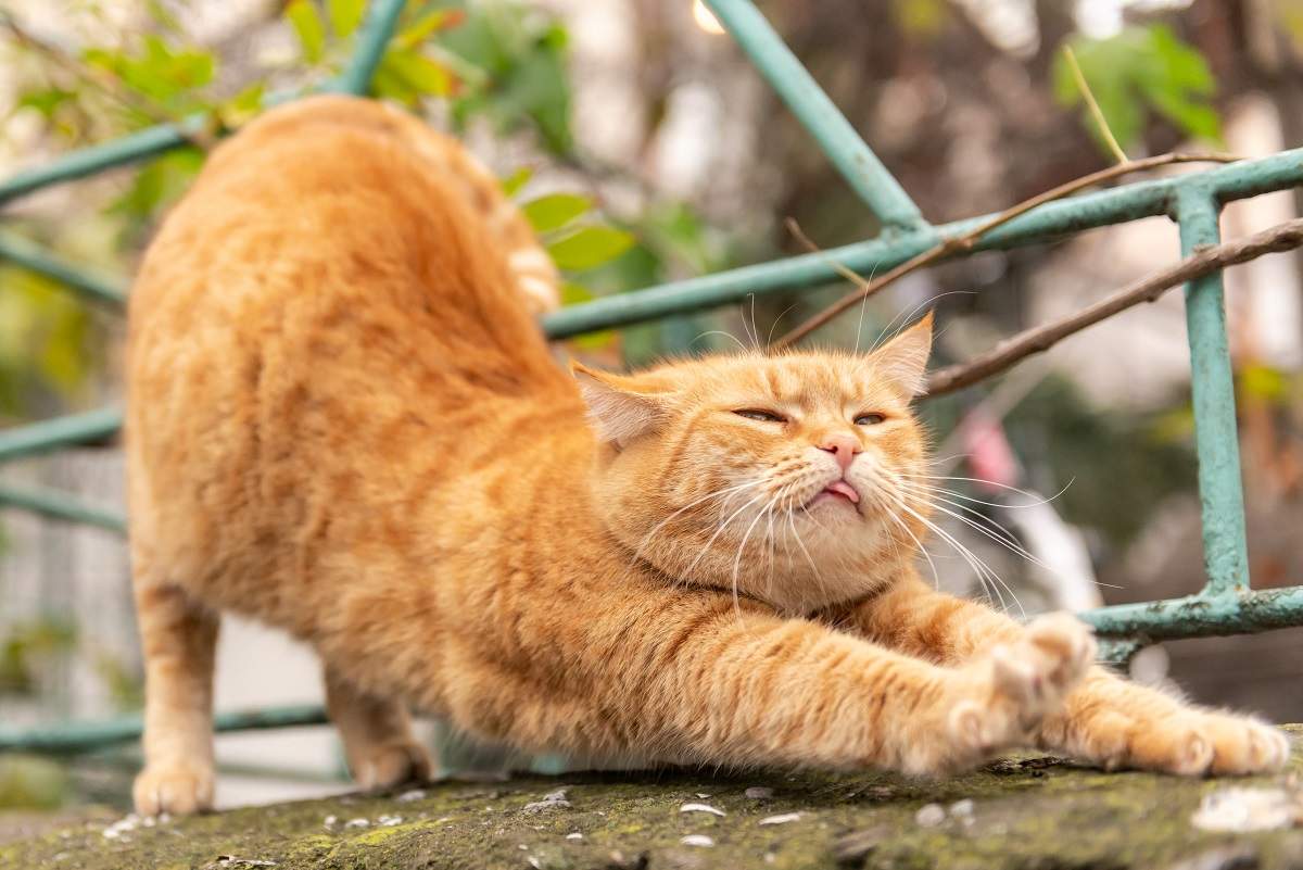 Hermoso gato rojo se estira y muestra la lengua.