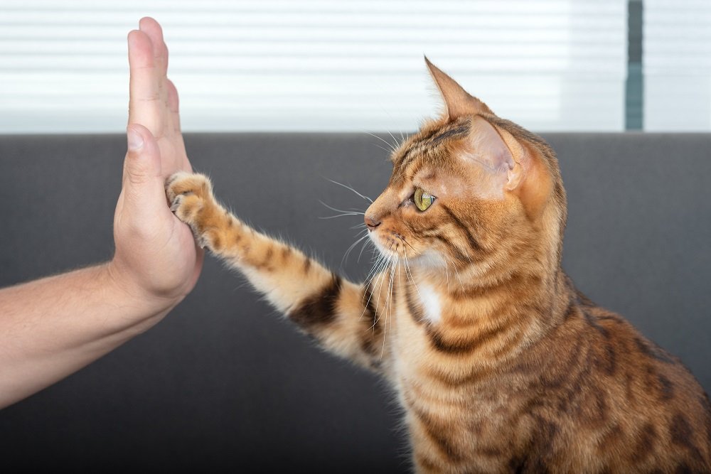 El lindo gato de Bengala le da un golpecito con la pata a su dueño con amor.