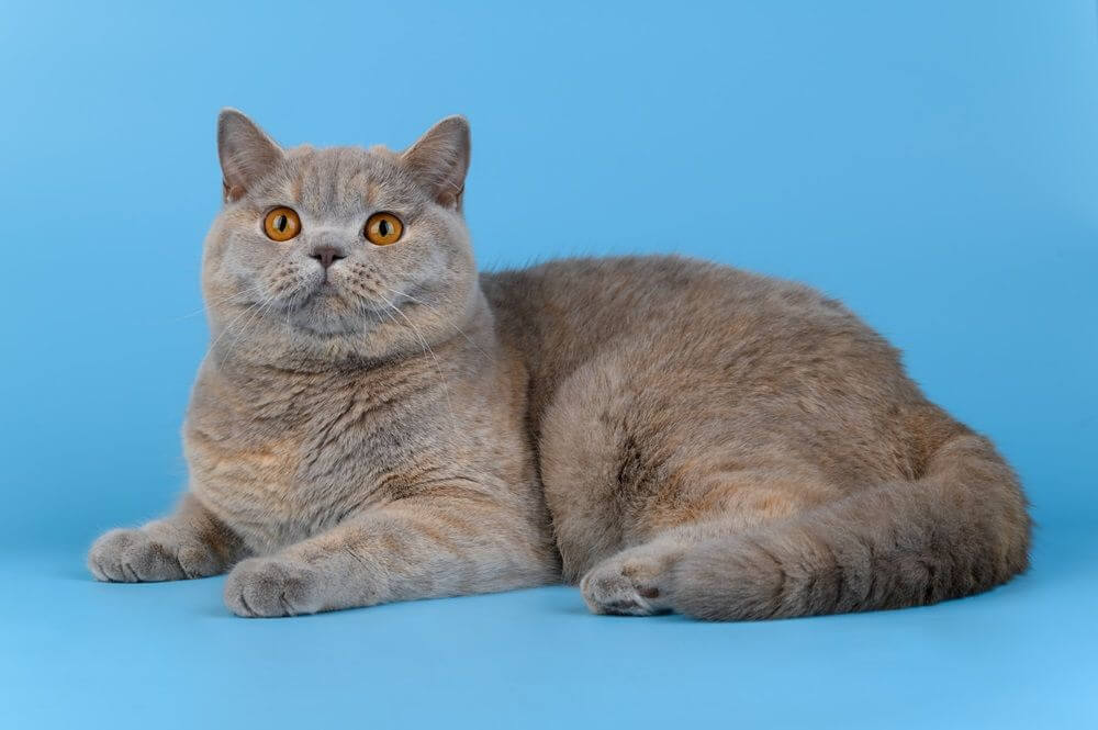 Gato británico de pelo corto tumbado sobre un fondo azul