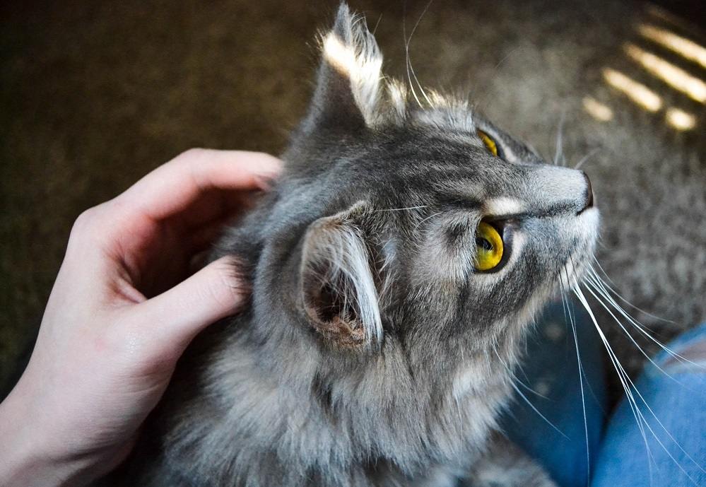 El gato está recibiendo un masaje en la cabeza.