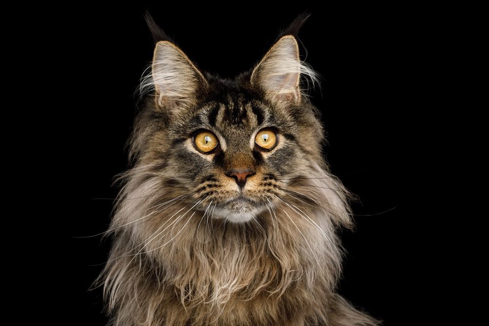 Retrato en primer plano de un enorme gato Maine Coon