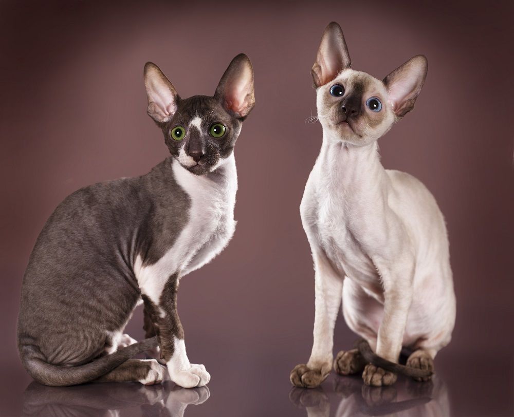 Gatito Cornish Rex, 3 meses