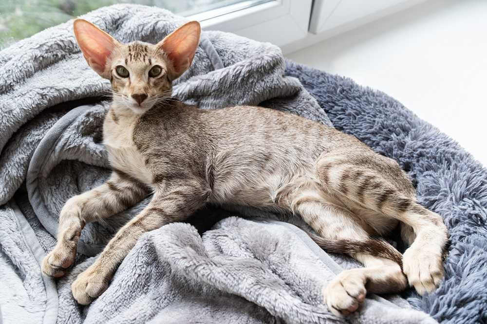 Lindo gatito atigrado oriental de pelo corto durmiendo cerca de la ventana