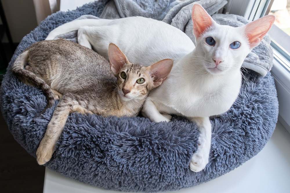 Lindo gato oriental de pelo corto blanco y pequeño gatito atigrado