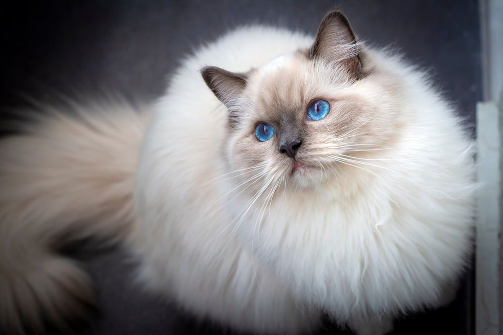 Lindo gato ragdoll como mascota