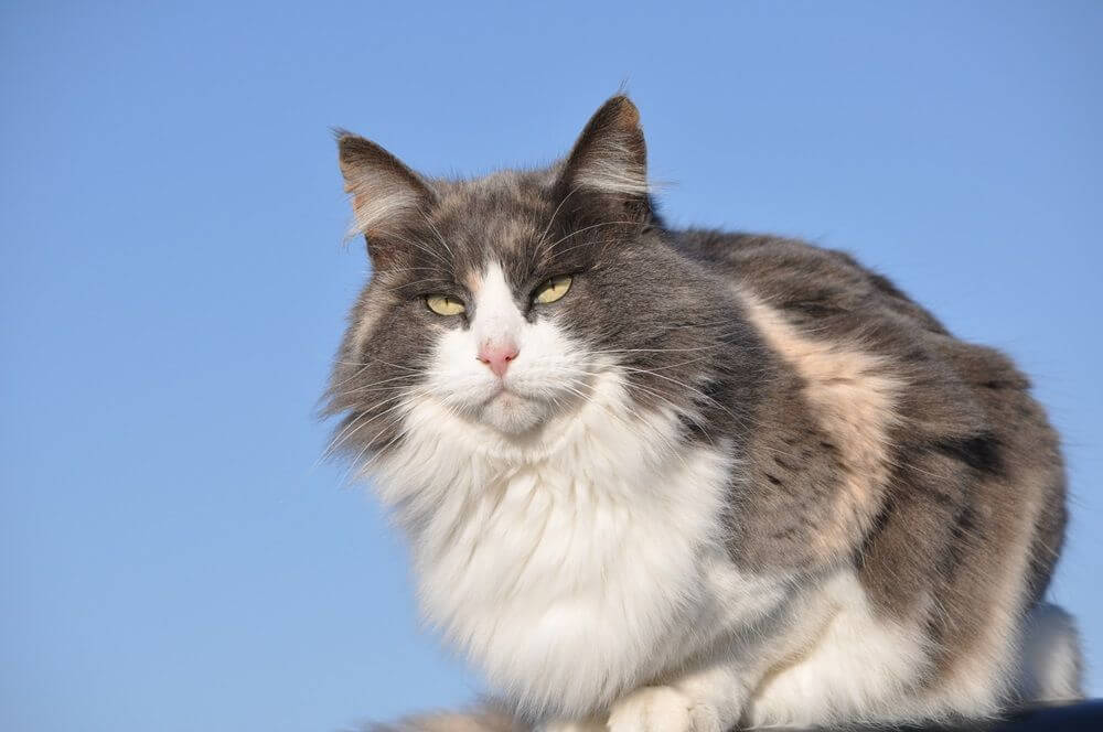 Hermoso gato atigrado de pelo largo diluido contra el cielo azul en un frío día de invierno