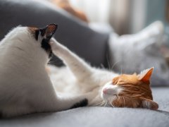 Do cats have alphas Two domestic white cats lying together