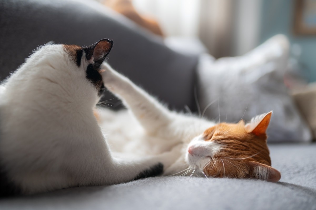 ¿Los gatos tienen alfas? Dos gatos domésticos blancos acostados juntos