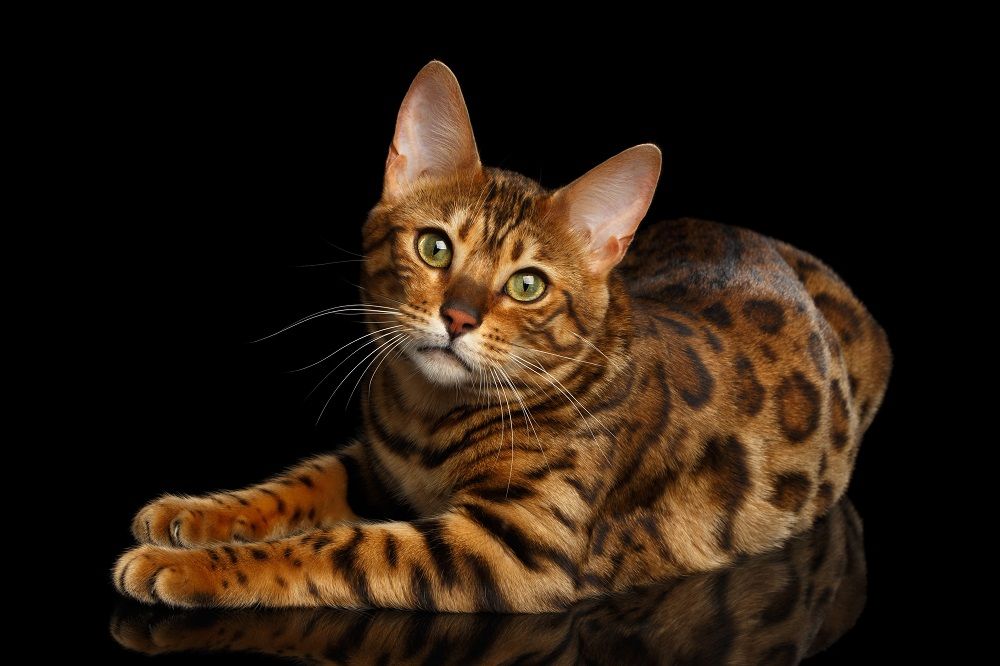 Hermoso gato de Bengala moteado acostado con ojos amables