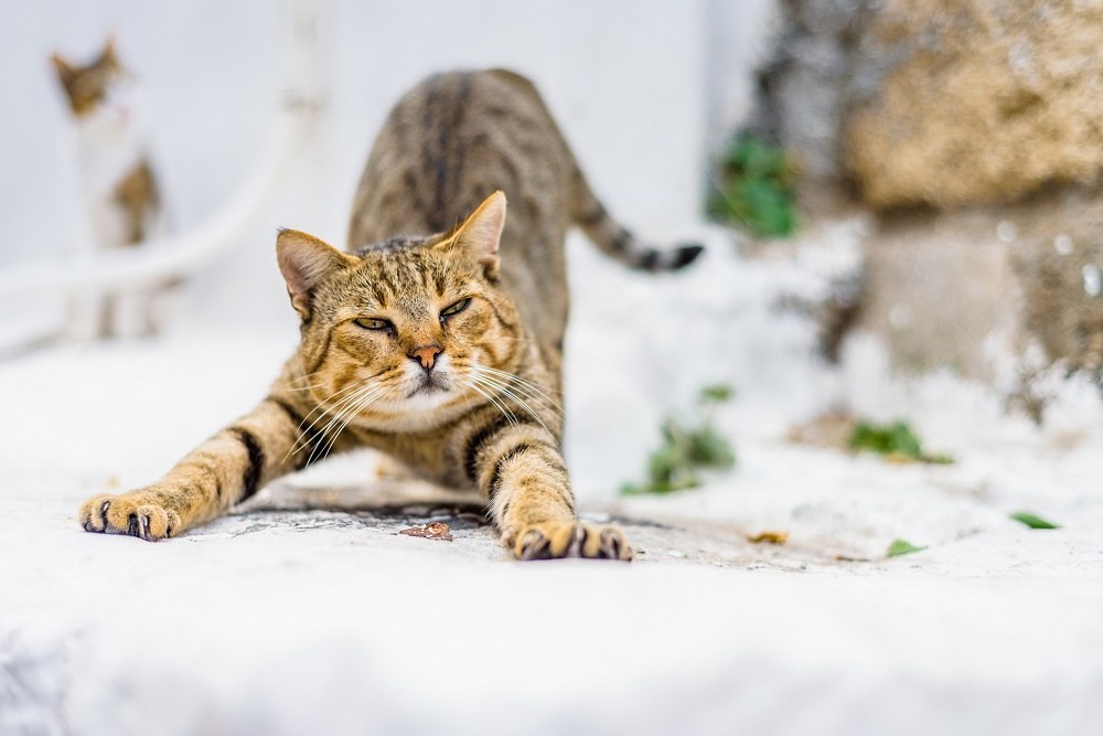 Un gatito mira a su alrededor y se relaja después de estirarse y limpiar y saluda a los nuevos visitantes.