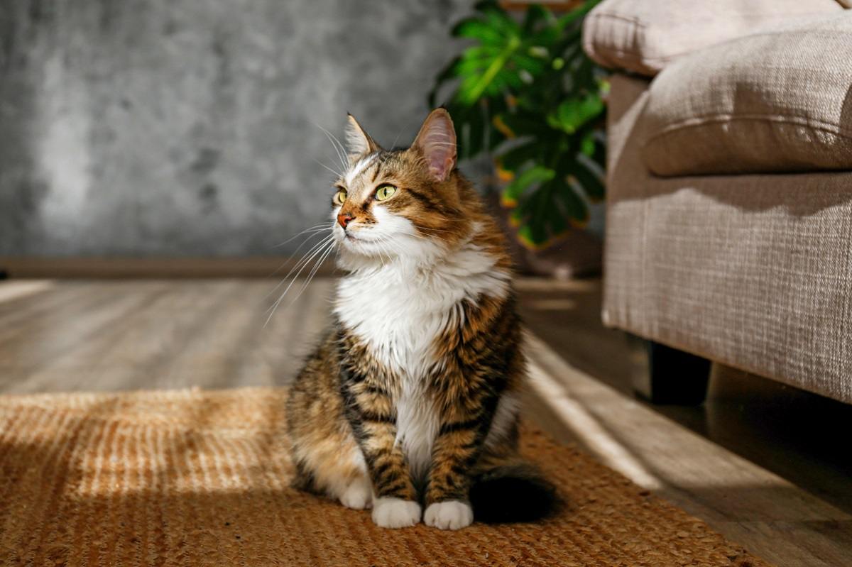 Gato siberiano esponjoso sentado sobre la alfombra de mimbre de yute.