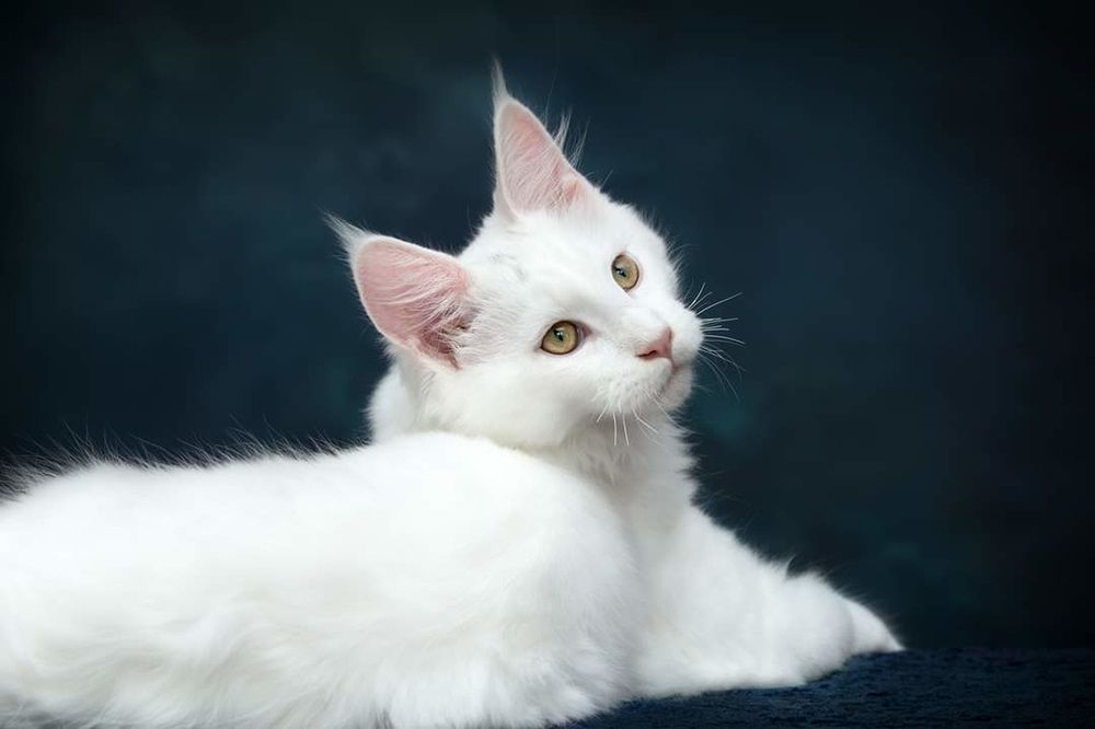 Retrato de un lindo gato angora turco