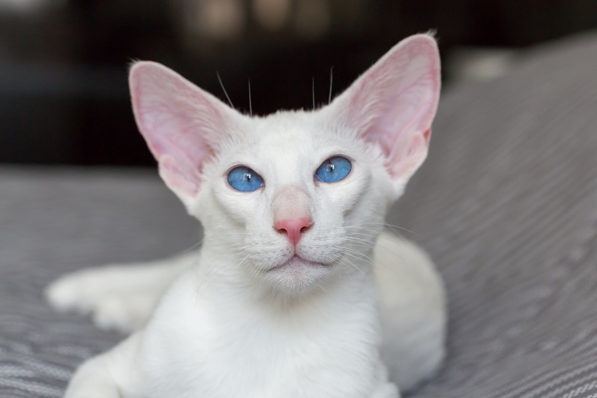 Retrato de gato oriental de pelo corto blanco con ojos azules