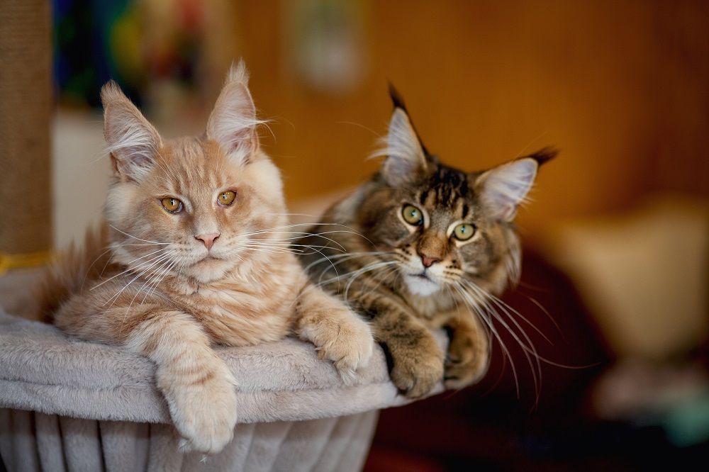 Retrato de dos lindos gatitos Maine Coon rayados de color rojo y gris