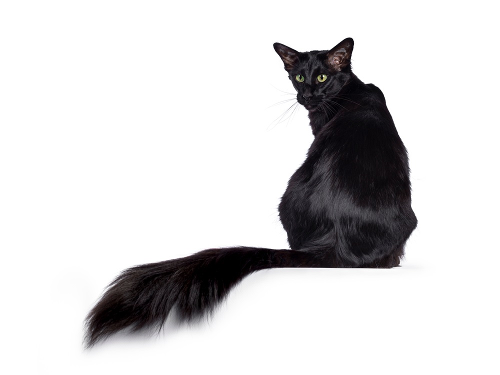 Gato balinés oriental de pelo largo, de color negro liso, muy joven y adulto, sentado al revés