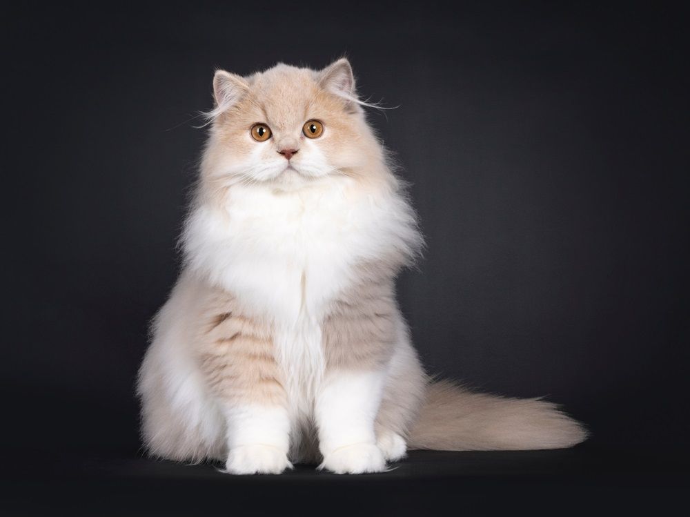 Raro gatito macho de gato británico de pelo largo, tortuga, sentado mirando hacia el frente