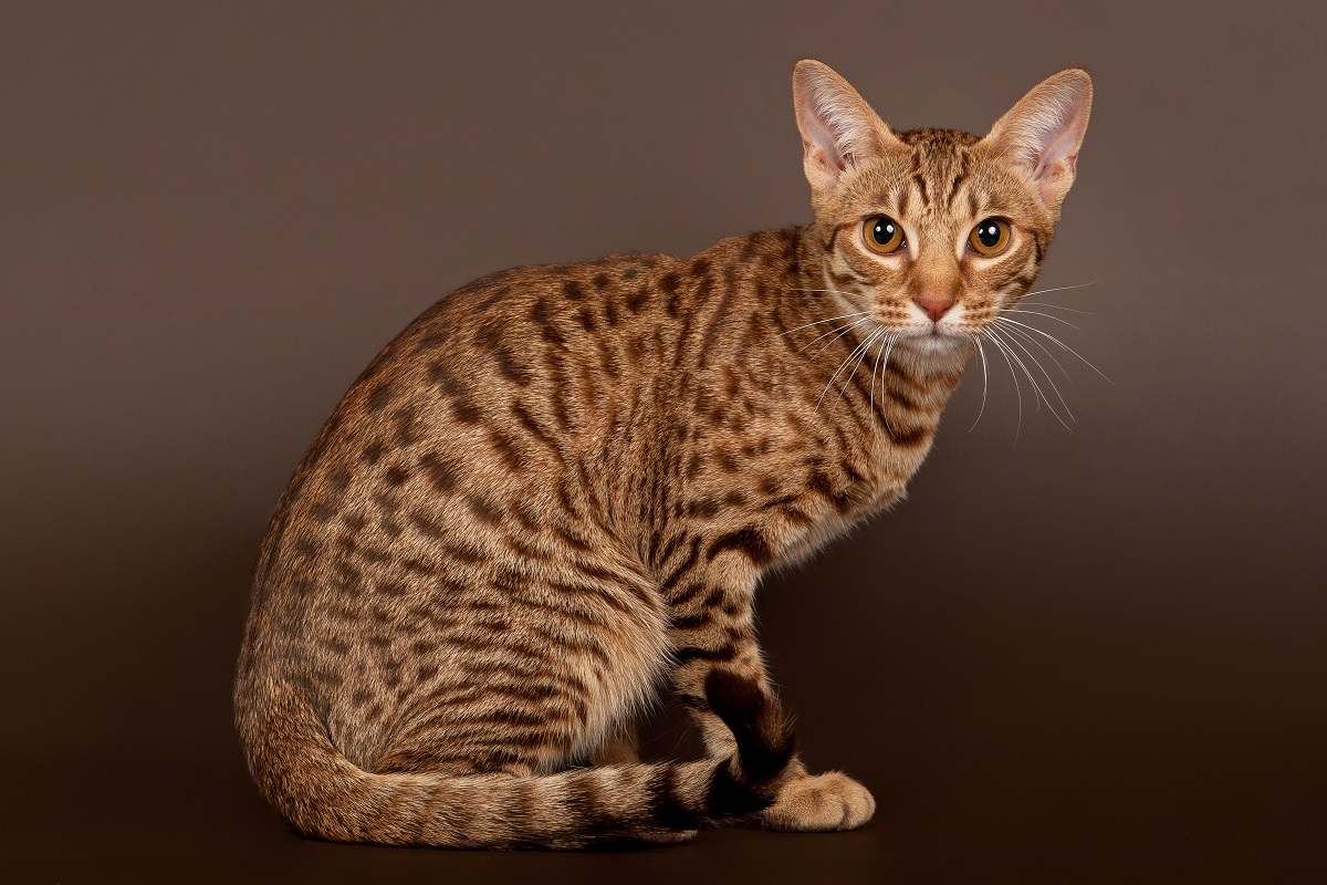 Gato atigrado moteado ocicat macho