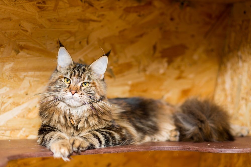 El gato Maine Coon a la edad de 9 meses yace en el estante.