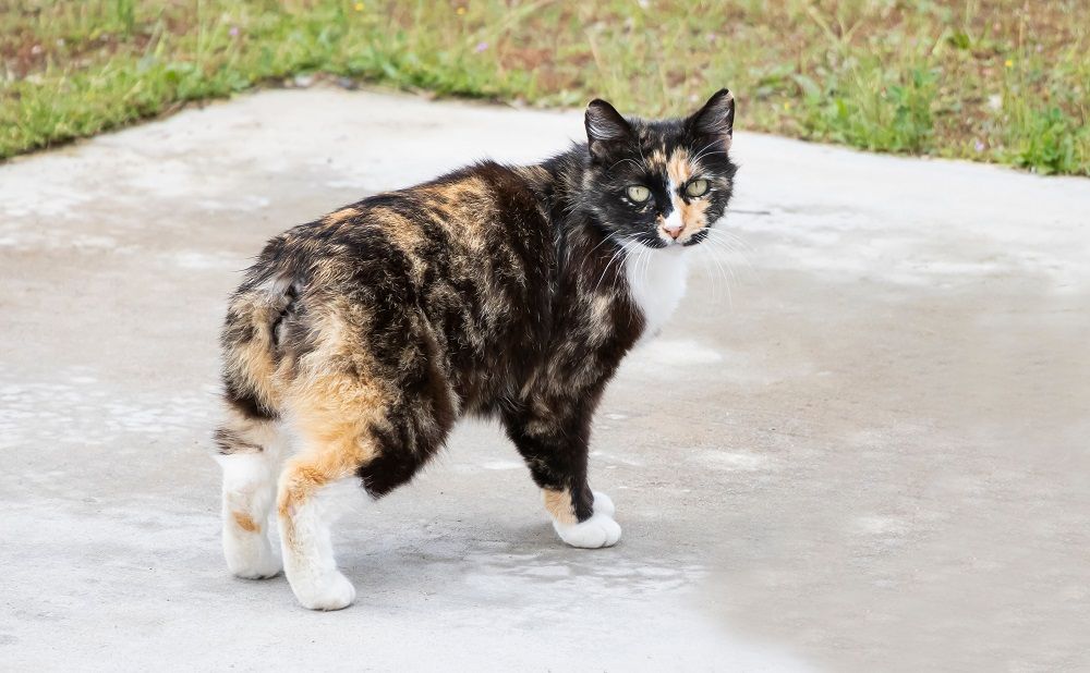 El gato Manx es una raza única que no tiene cola. Imagen de un gato sin cola de color marrón, amarillo y blanco.