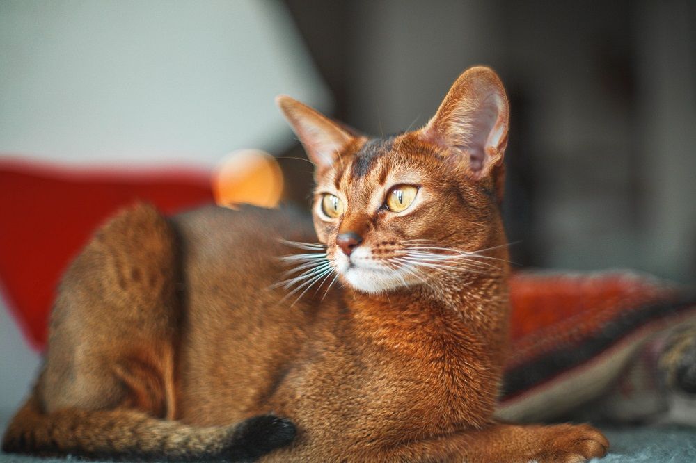 Gato atigrado atigrado con ojos amarillos y pelo corto de color rojo