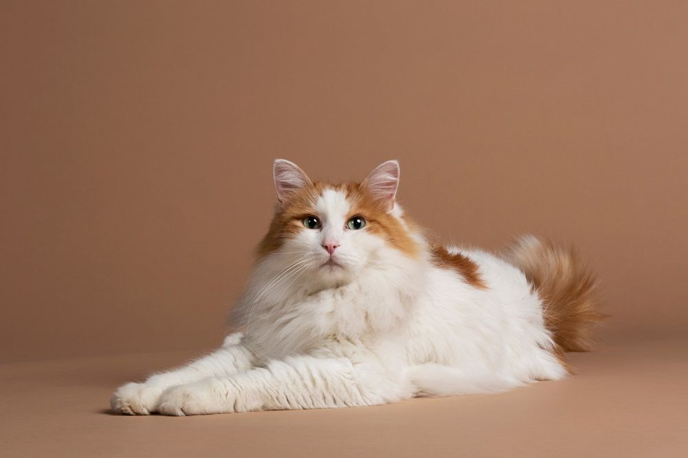 Gato van turco de ojos verdes, aislado y acostado sobre un fondo marrón. Hermoso pelaje de angora blanco y esponjoso