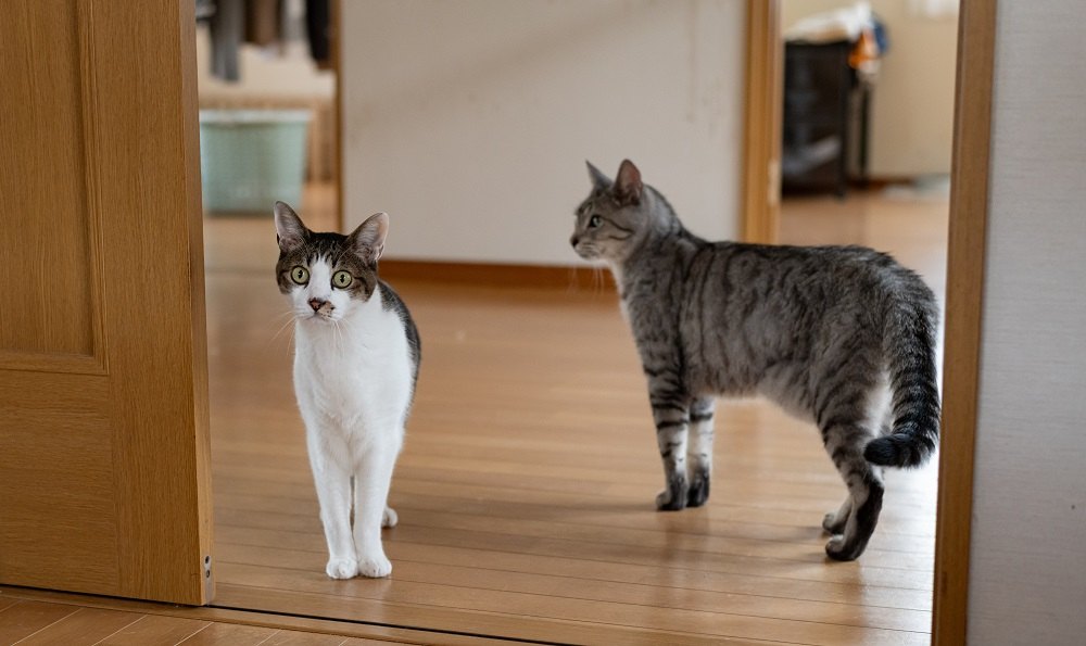 Dos gatos paseando por la casa