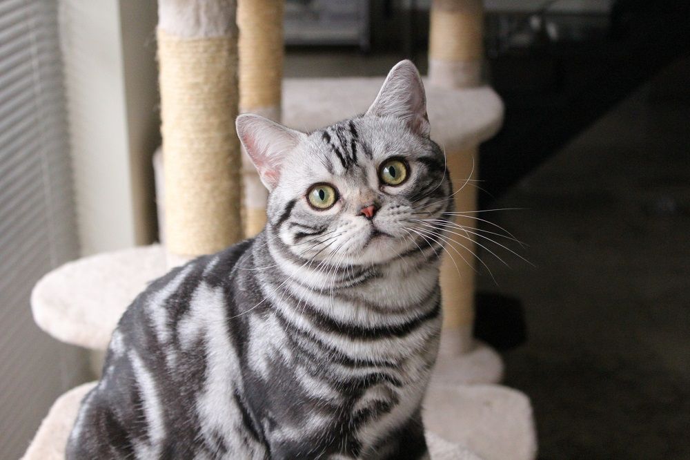 gato americano de pelo corto