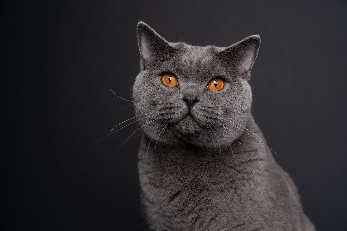 Hermoso gato británico de pelo corto azul con ojos naranjas