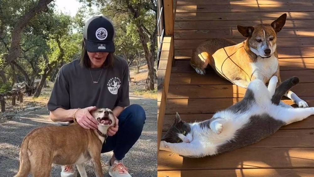 Un gato salvaje que le teme a los humanos se convierte en el mejor amigo de un perro rescatado