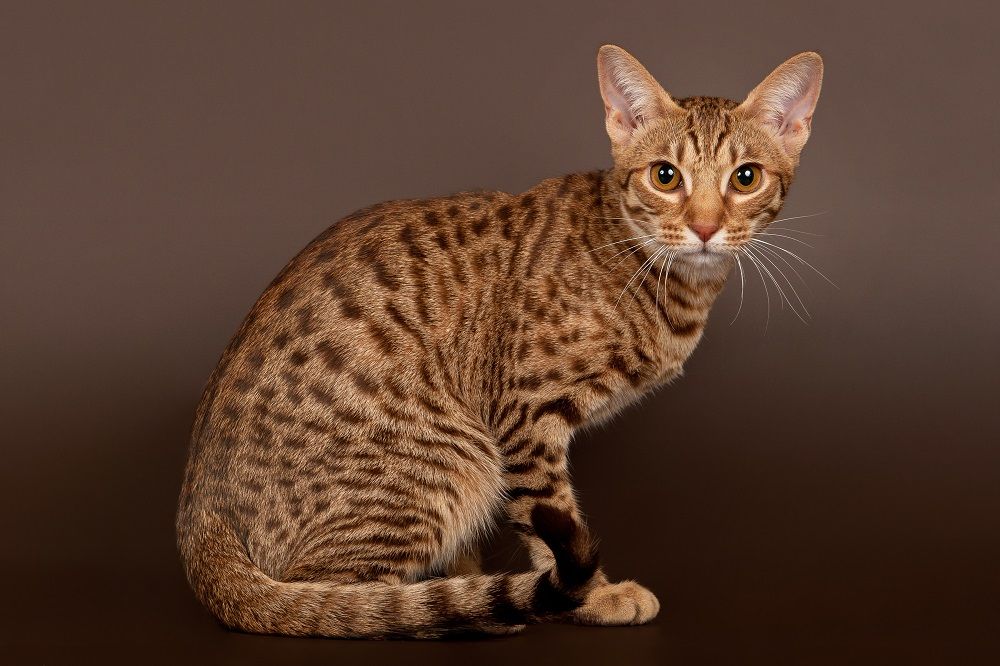 Gato macho ocicat sobre fondo marrón oscuro