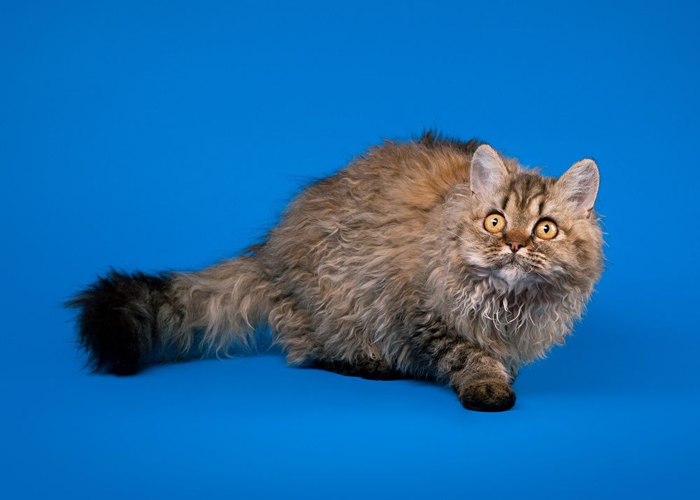 Gato Selkirk Rex sobre fondo azul cielo