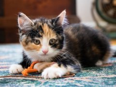 small calico kitten lies on a carpet holding an orange toy