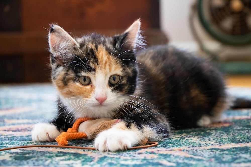 small calico kitten lies on a carpet holding an orange toy