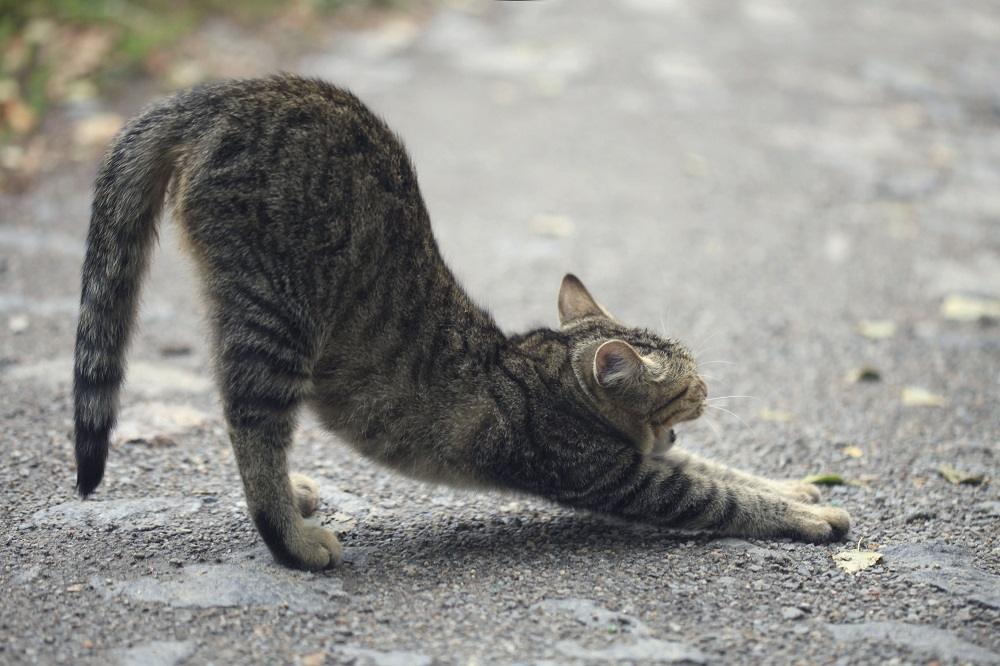 gato estirandose