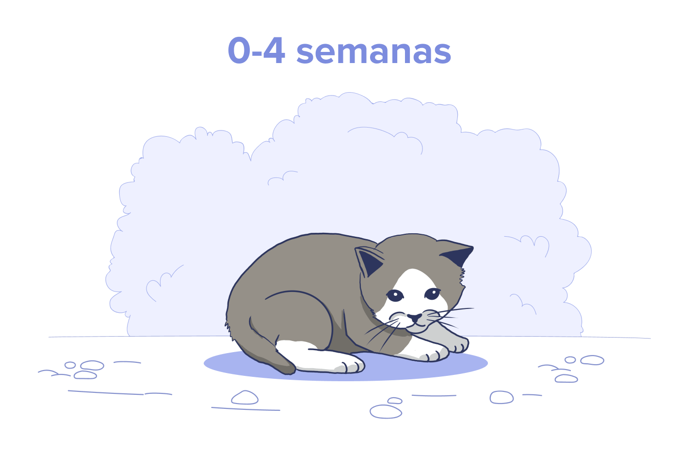 Gatito recién nacido, edad: 0 a 4 semanas