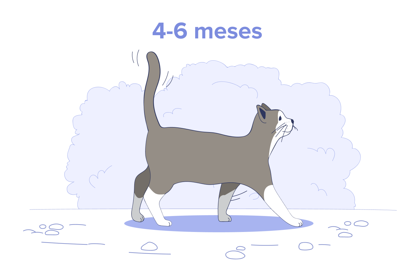 Gatito de 4 a 6 meses