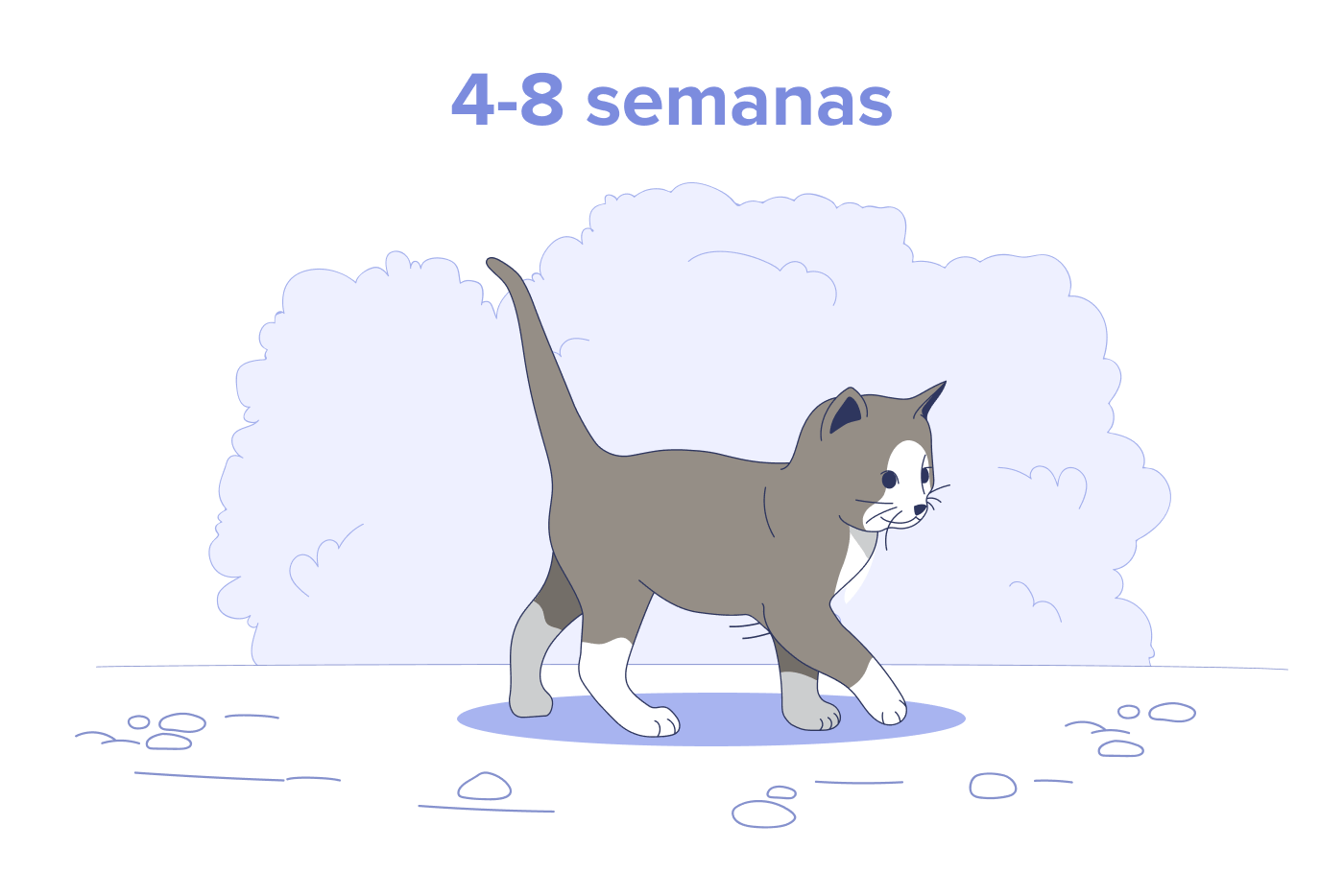 Gatito de 4 a 8 semanas