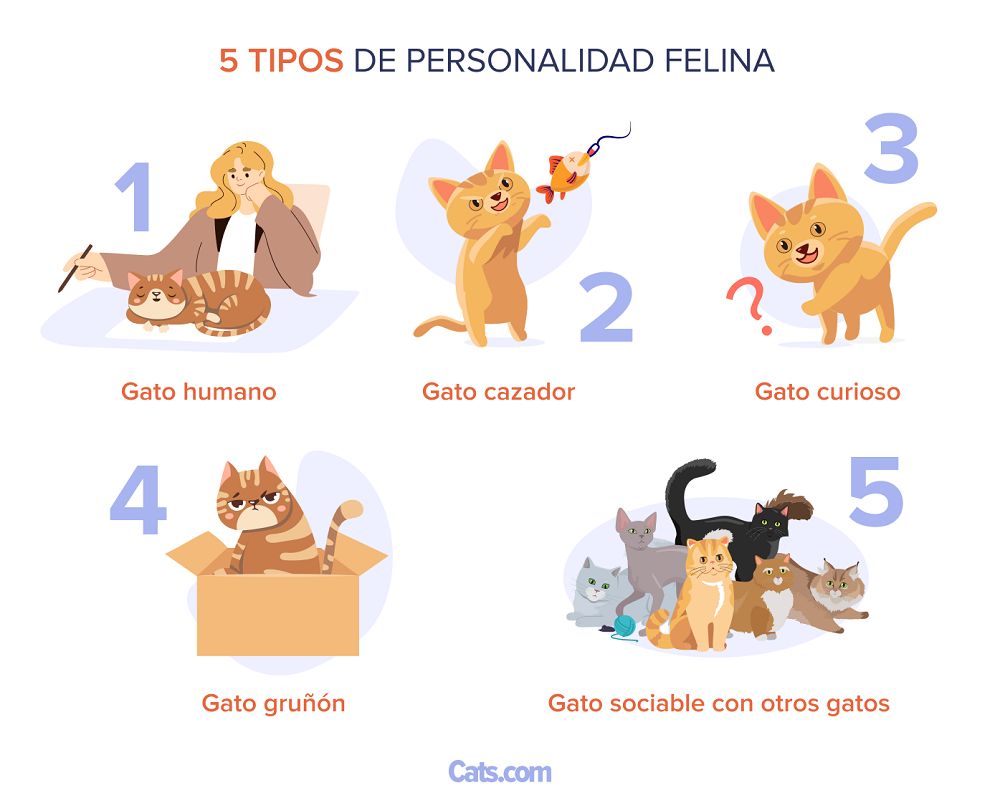 5 Espectro de personalidad felina