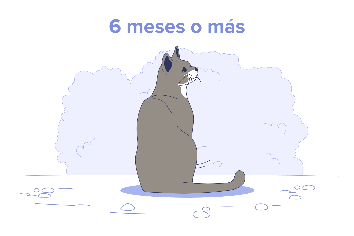 Gatos de 6 meses a 10 años