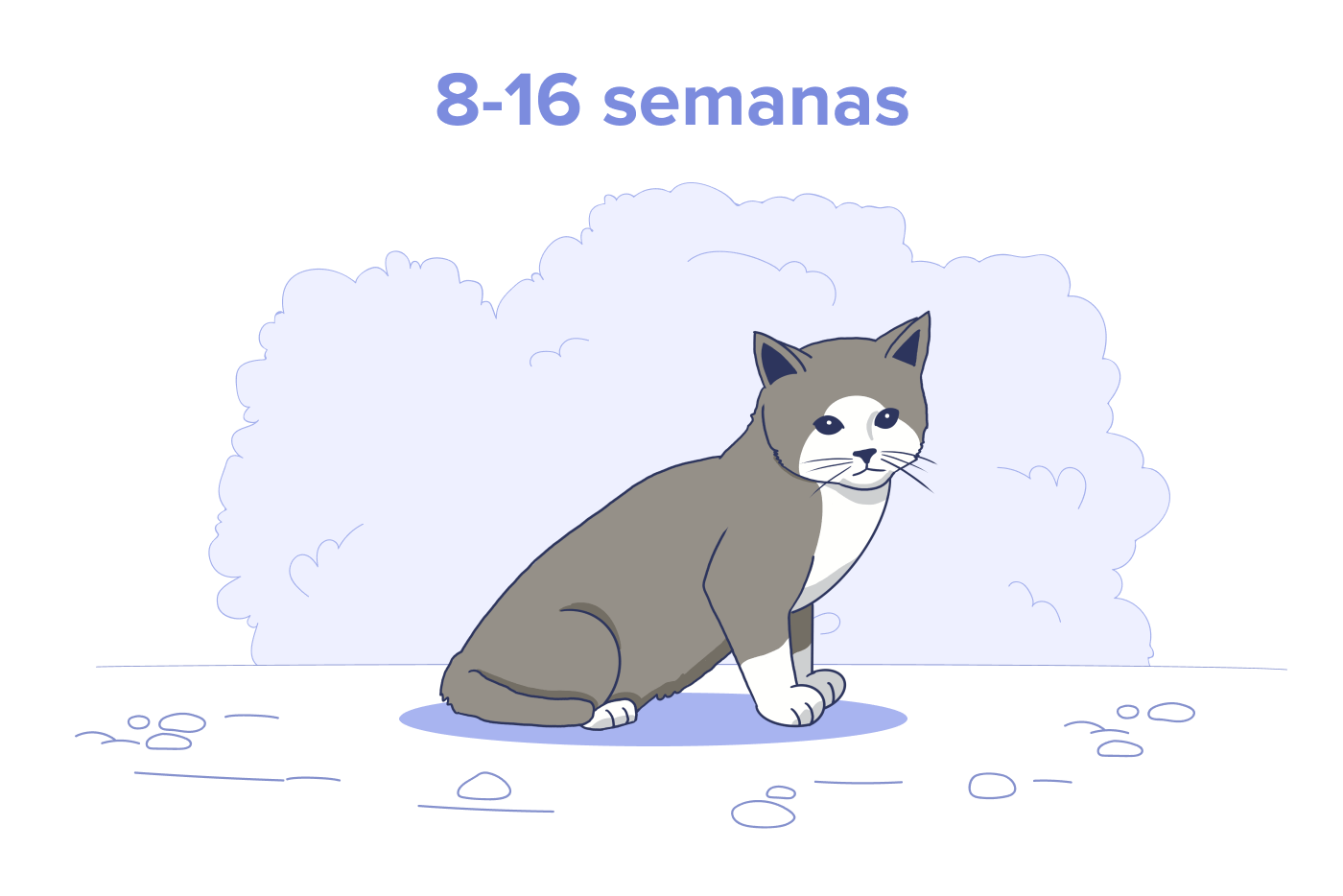Gatito de 8 a 16 semanas