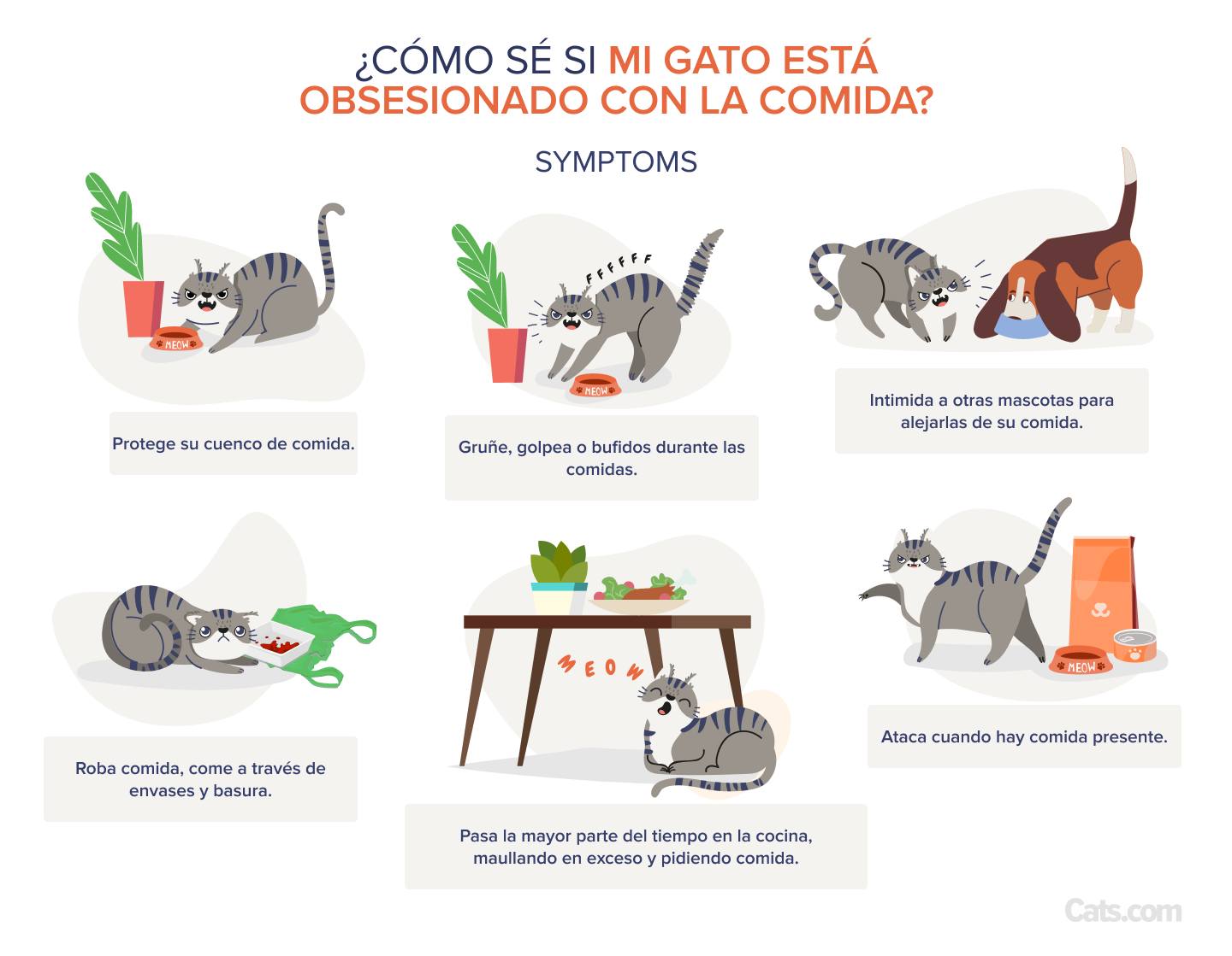 Agresión alimentaria en gatos