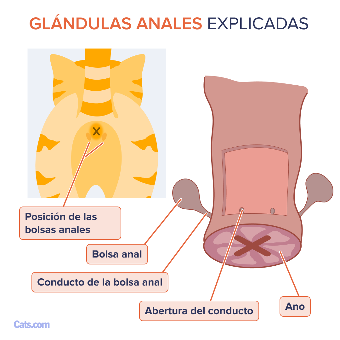 ¿Cuáles son los detalles de los sacos anales?