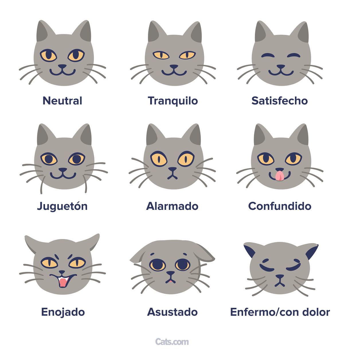 Bigotes