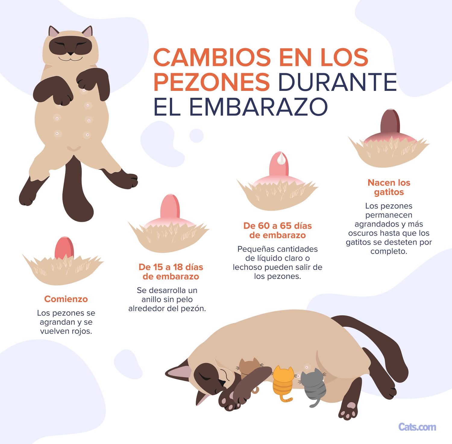 Cambios en los pezones durante el embarazo