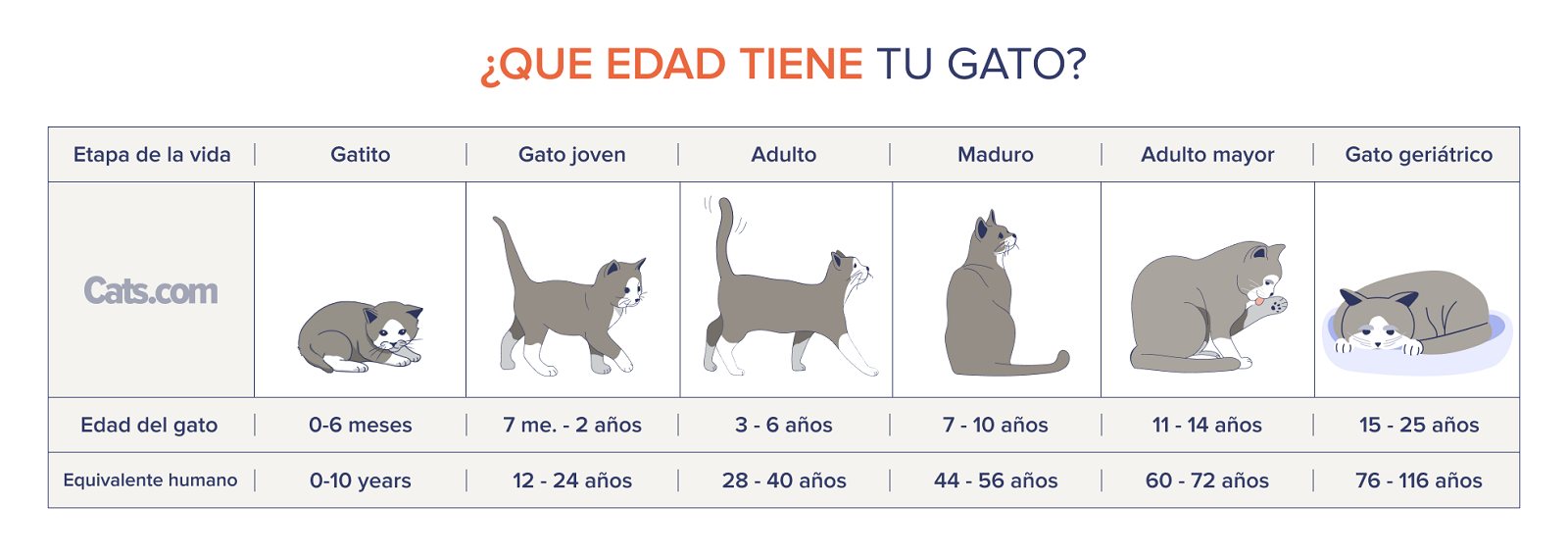 Tabla de edad de los gatos: ¿Qué edad tiene mi gato?