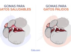 Encías pálidas en gatos