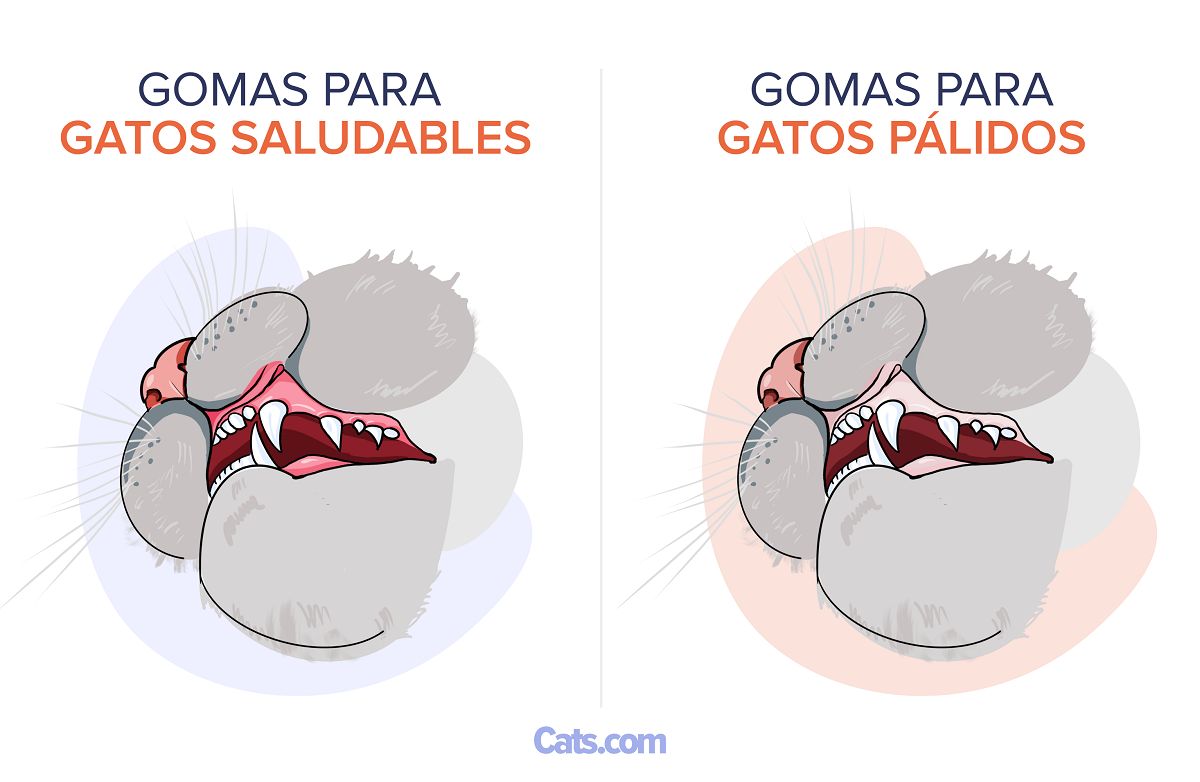Encías pálidas en gatos